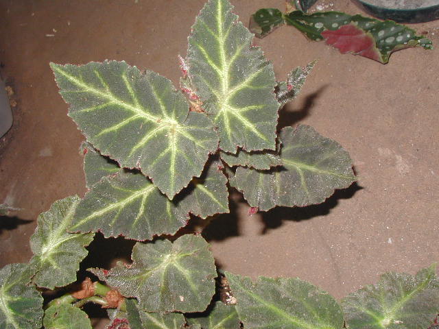 B. ‘Raymond George Nelson’